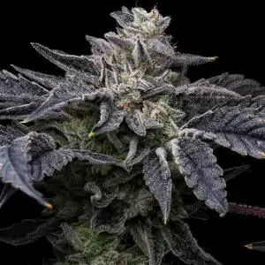 Pink Runtz X Hollywood