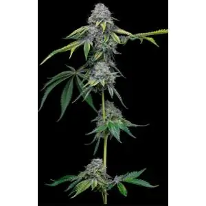 Sour Dubb X Hollywood