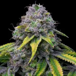 Sour Dubb X Hollywood