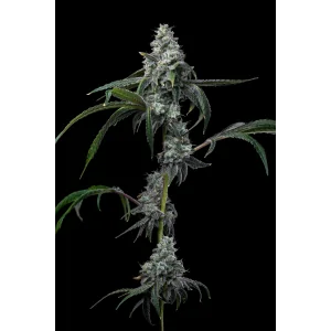 UK Cheese X Hollywood