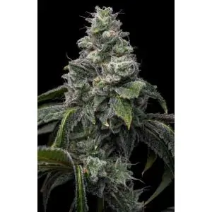 UK Cheese X Hollywood