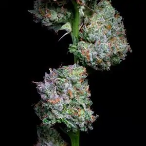 AÇAI JELLY BY SHERBINSKIS