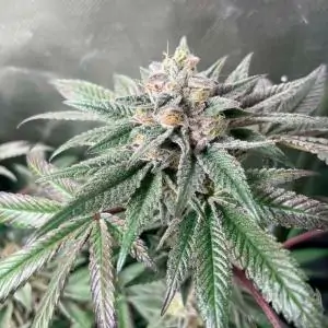 AÇAI JELLY BY SHERBINSKIS