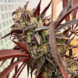 AÇAI JELLY BY SHERBINSKIS