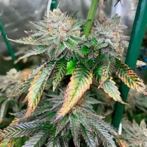 Pink Sunset "by Sherbinskis"