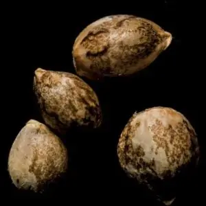 White Chocolope DNA Genetics