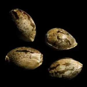 Zallah Bread