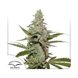 Amsterdam Amnesia