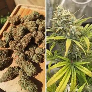 Auto Banana Blaze