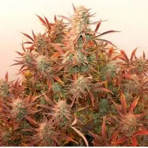 Auto Banana Blaze