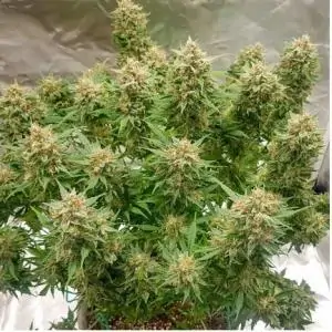 Auto Banana Blaze