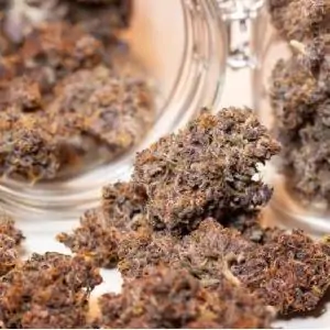 Auto Blackberry Kush