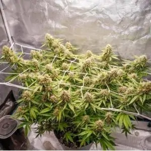 Auto Blueberry