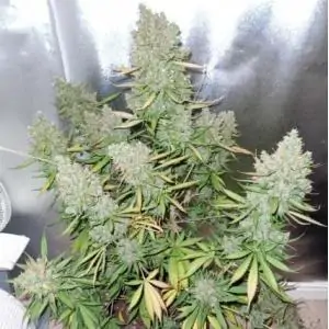 Auto Blueberry