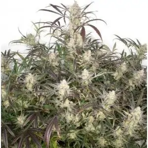 Auto Brooklyn Sunrise