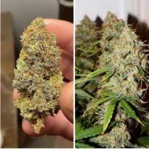 Auto Brooklyn Sunrise