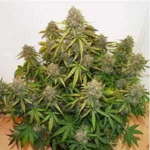 Auto Brooklyn Sunrise