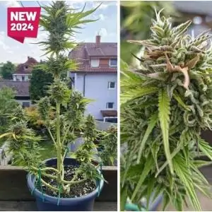 Auto Candy Bubatz XL