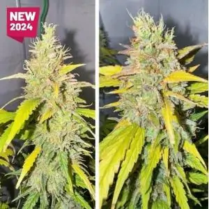 Auto Candy Bubatz XL