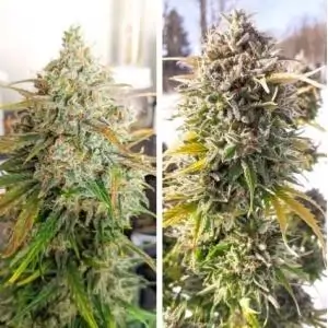 Auto Colorado Cookies