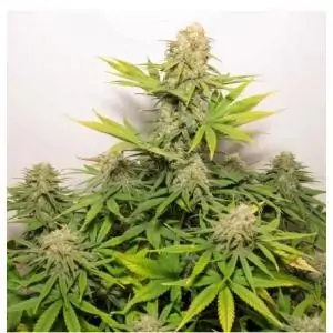 Auto Colorado Cookies