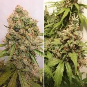 Auto Critical Orange Punch