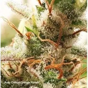 Auto Critical Orange Punch