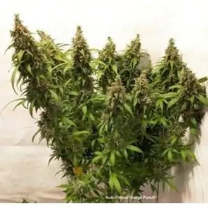 Auto Critical Orange Punch