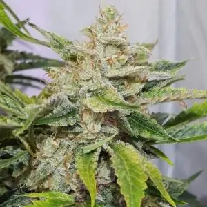 Auto Skywalker Haze