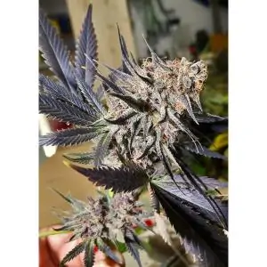 Blueberry DUTCH PASSION