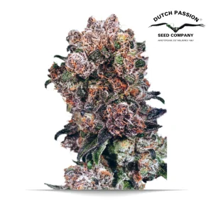 Blueberry DUTCH PASSION