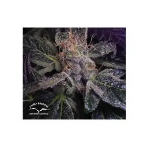 Blueberry DUTCH PASSION