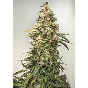 CBD Auto Charlotte Angel