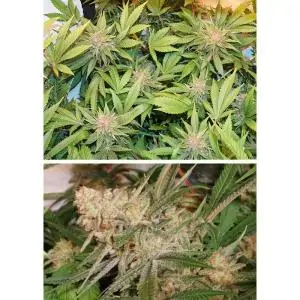 GLUEBERRY O.G DUTCH PASSION