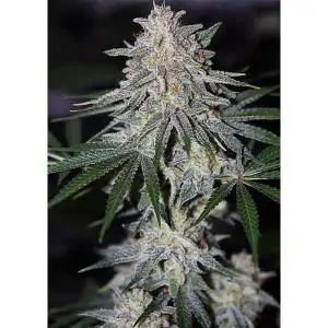 GLUEBERRY O.G DUTCH PASSION