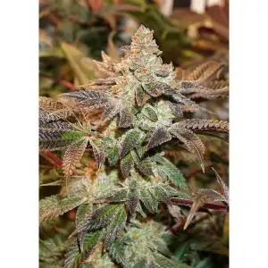 MERINGUE DUTCH PASSION