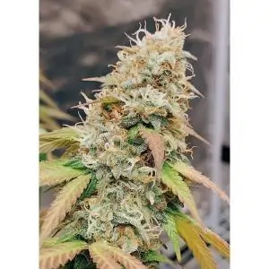 MERINGUE DUTCH PASSION