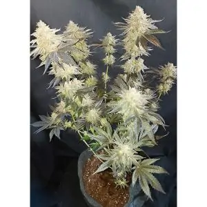 MOKUM´S TULIP DUTCH PASSION