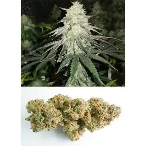 MOKUM´S TULIP DUTCH PASSION