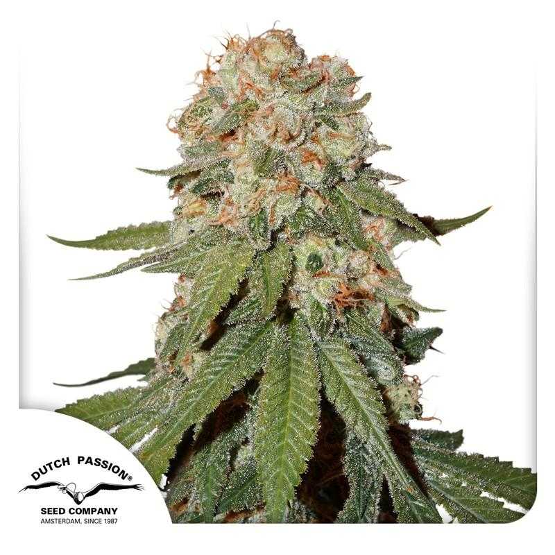 ORANGE BUD DUTCH PASSION