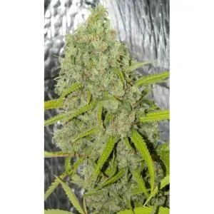 ORANGE BUD DUTCH PASSION