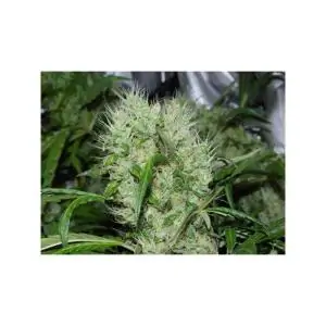 ORANGE BUD DUTCH PASSION