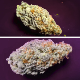 Orange Bud 2.0