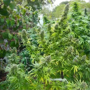 PAMIR GOLD DUTCH PASSION