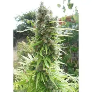 PAMIR GOLD DUTCH PASSION