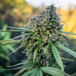 PAMIR GOLD DUTCH PASSION