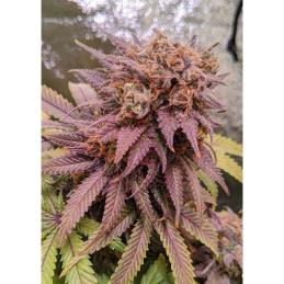 PASSION FRUIT DUTCH PASSION