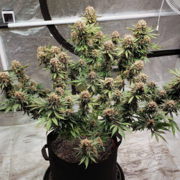 Power Plant