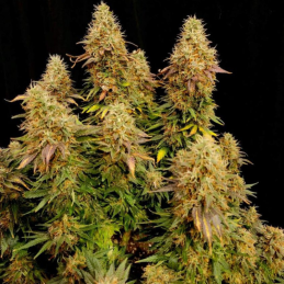 Power Plant