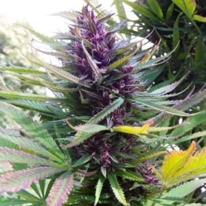 SHAMAN DUTCH PASSION